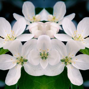 Apple Tree Blossoms, No. 10
