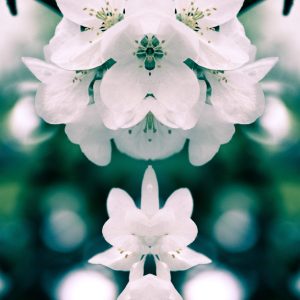 Apple Tree Blossoms, No. 11