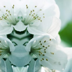 Apple Tree Blossoms, No. 3