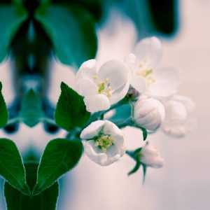 Apple Tree Blossoms, No. 5