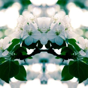 Apple Tree Blossoms, No. 6