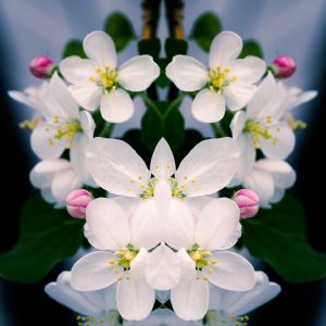 Apple Tree Blossoms, No. 9