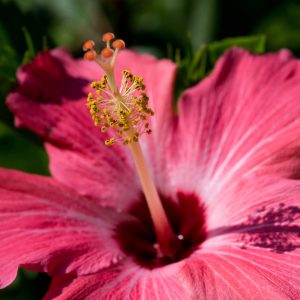 Boffin Botanical, No. 4242