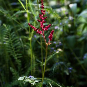Garden2026, No. 7928