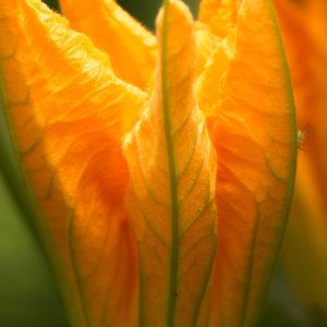 Garden2026, No. 7953