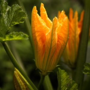 Garden2026, No. 7955