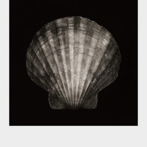 Imprint Shells, No. 1B