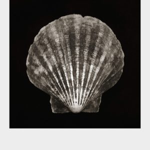 Imprint Shells, No. 3B