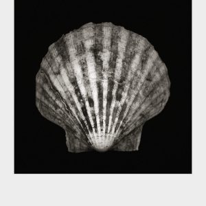 Imprint Shells, No. 4B