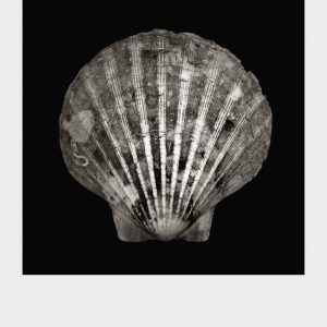 Imprint Shells, No. 5B