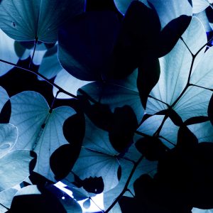 Potion Leaves, No. 2