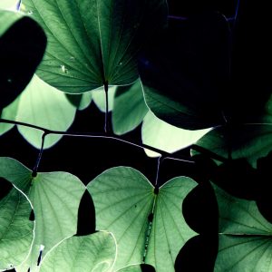 Potion Leaves, No. 3