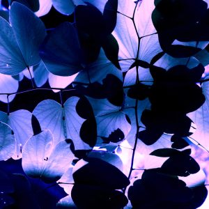 Potion Leaves, No. 4