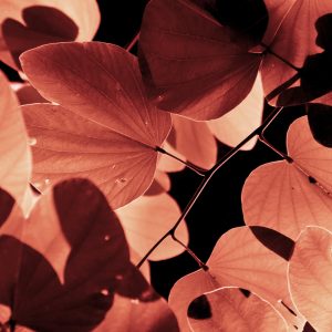 Potion Leaves, No. 5