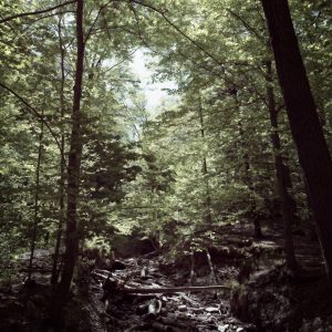 Serenity Forest, No. 1