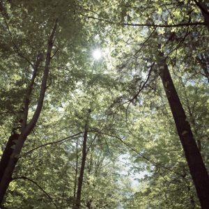 Serenity Forest, No. 3