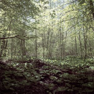 Serenity Forest, No. 5