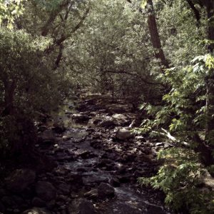Serenity Forest, No. 6