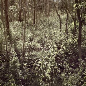 Serenity Forest, No. 8