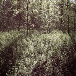 Serenity Forest, No. 9