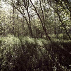 Serenity Forest, No. 10