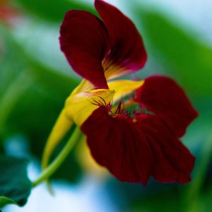 Summer Flowers, No. 0770