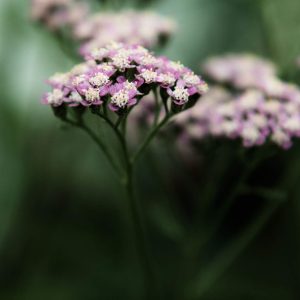 Summer Flowers, No. 0779