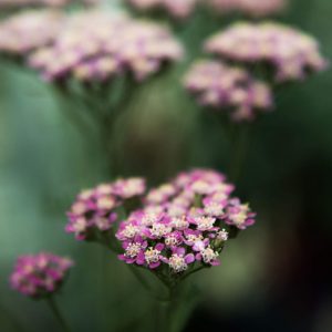 Summer Flowers, No. 0783