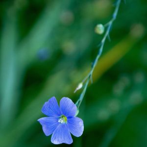 Summer Flowers, No. 0812