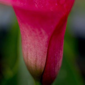 Summer Flowers, No. 3901