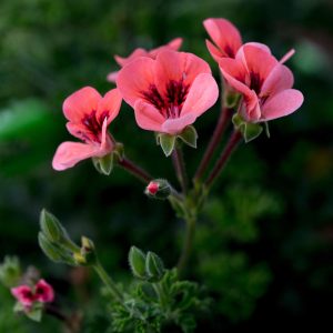 Summer Flowers, No. 3949