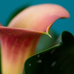 Summer Flowers, No. 3996