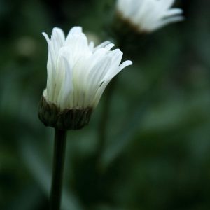 Summer Flowers, No. 8759