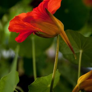 Summer Flowers, No. 8774